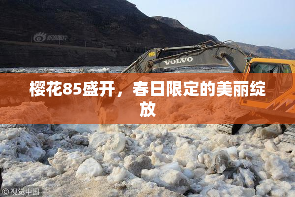 樱花85盛开，春日限定的美丽绽放