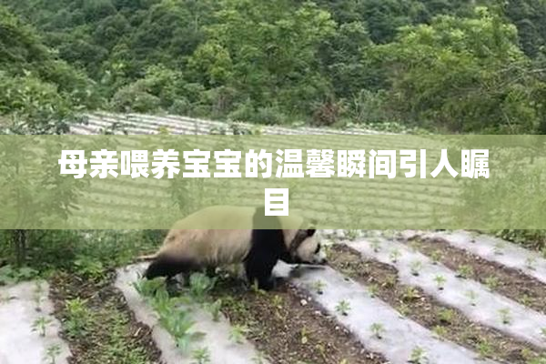 母亲喂养宝宝的温馨瞬间引人瞩目