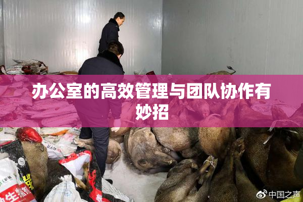办公室的高效管理与团队协作有妙招