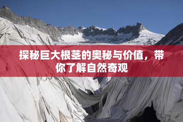 探秘巨大根茎的奥秘与价值，带你了解自然奇观