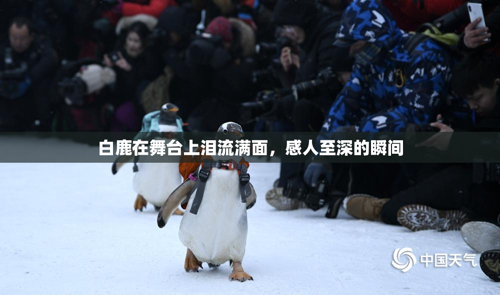 白鹿在舞台上泪流满面，感人至深的瞬间