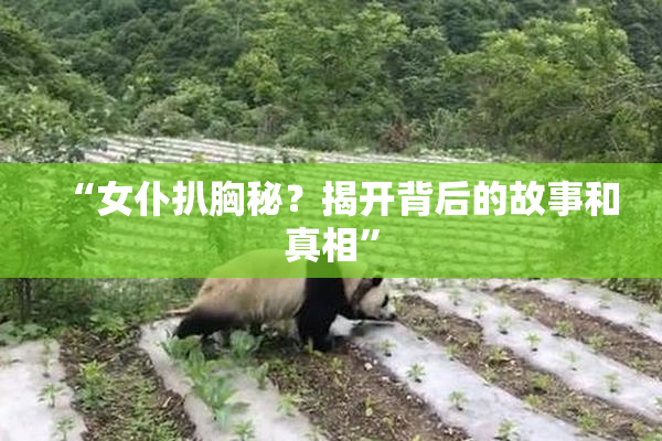 “女仆扒胸秘？揭开背后的故事和真相”
