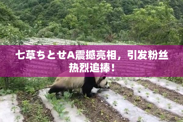 七草ちとせA震撼亮相，引发粉丝热烈追捧！