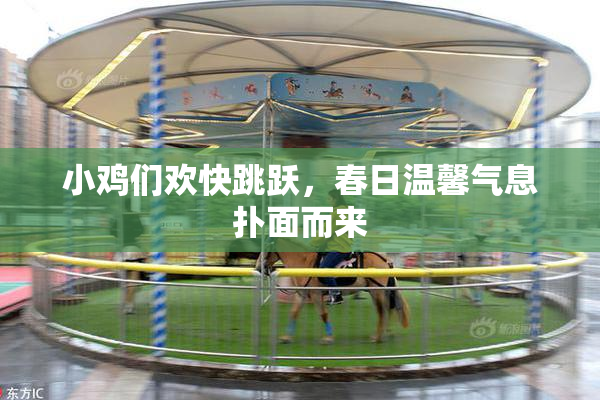 小鸡们欢快跳跃，春日温馨气息扑面而来
