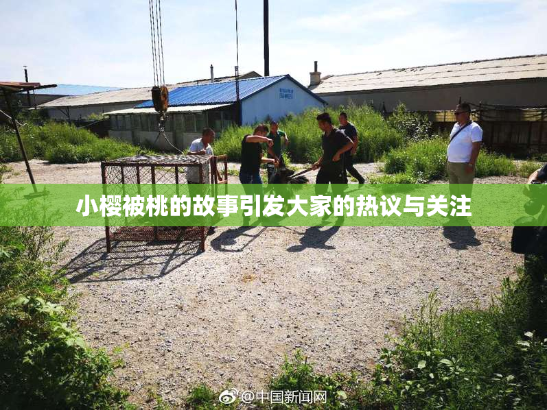 小樱被桃的故事引发大家的热议与关注