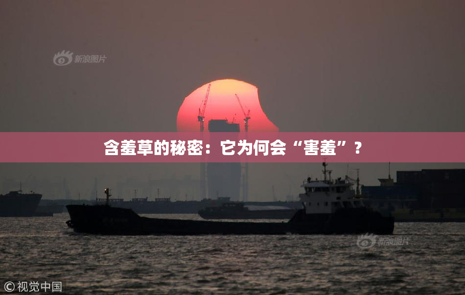 含羞草的秘密：它为何会“害羞”？