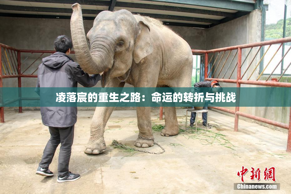 凌落宸的重生之路：命运的转折与挑战