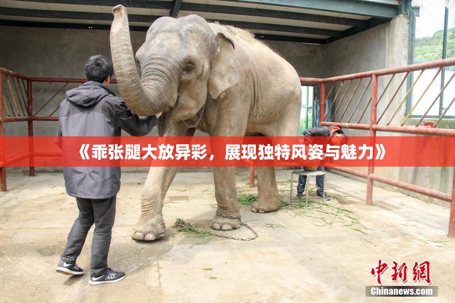 《乖张腿大放异彩，展现独特风姿与魅力》