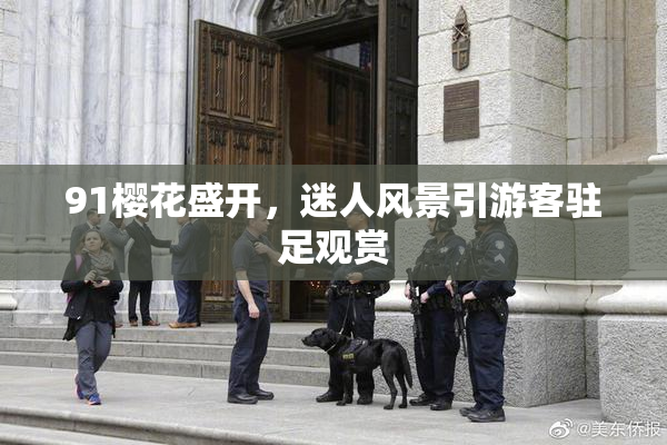 91樱花盛开，迷人风景引游客驻足观赏