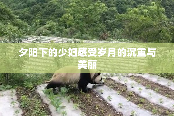 夕阳下的少妇感受岁月的沉重与美丽