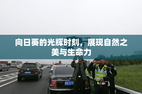 向日葵的光辉时刻，展现自然之美与生命力