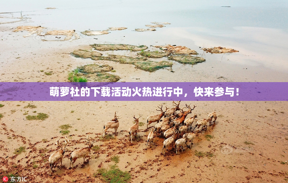 萌萝社的下载活动火热进行中，快来参与！