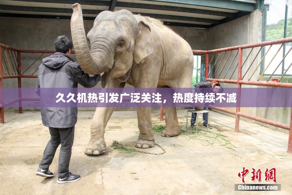 久久机热引发广泛关注，热度持续不减