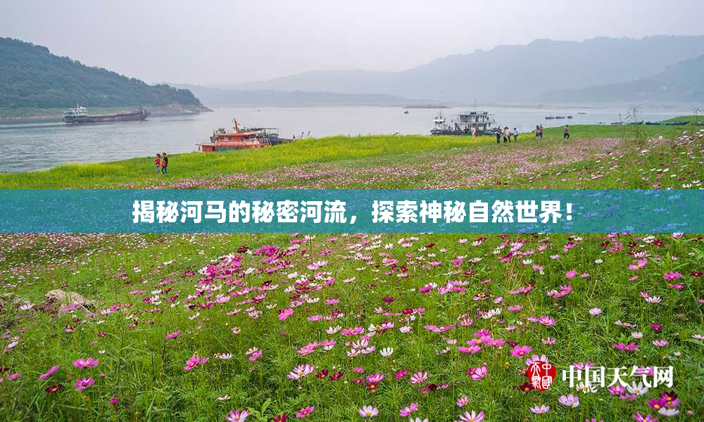 揭秘河马的秘密河流，探索神秘自然世界！