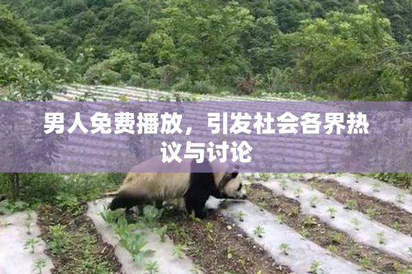 男人免费播放，引发社会各界热议与讨论