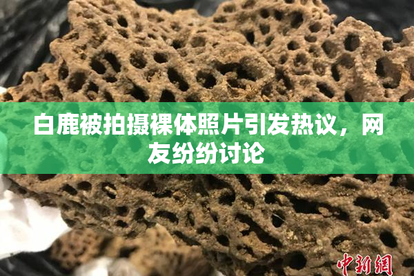白鹿被拍摄裸体照片引发热议，网友纷纷讨论