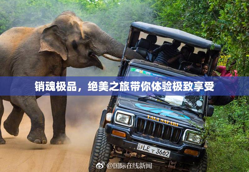 销魂极品，绝美之旅带你体验极致享受