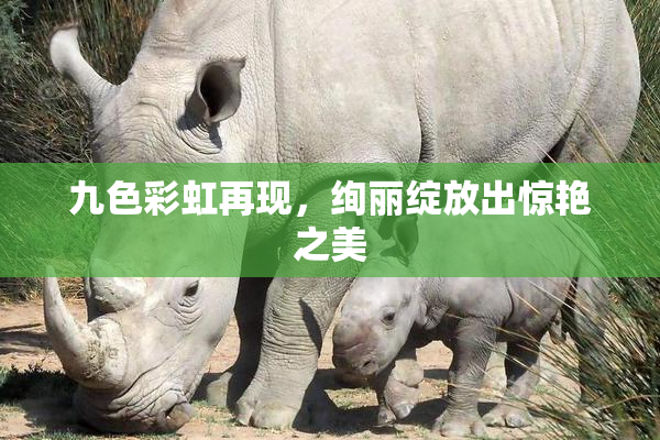 九色彩虹再现，绚丽绽放出惊艳之美