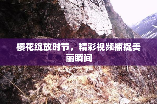 樱花绽放时节，精彩视频捕捉美丽瞬间