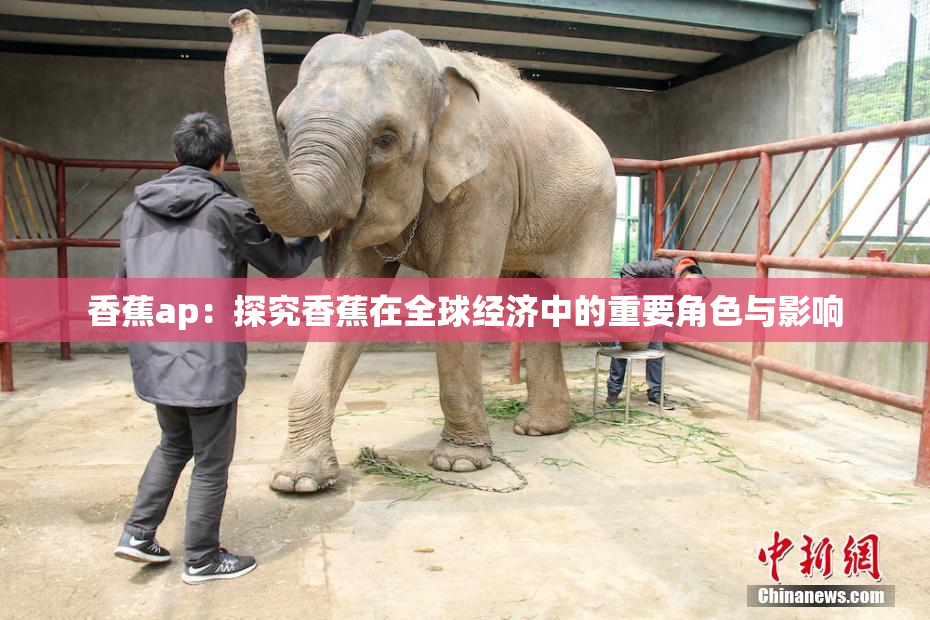香蕉ap：探究香蕉在全球经济中的重要角色与影响