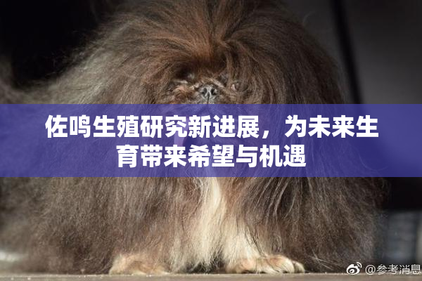 佐鸣生殖研究新进展，为未来生育带来希望与机遇