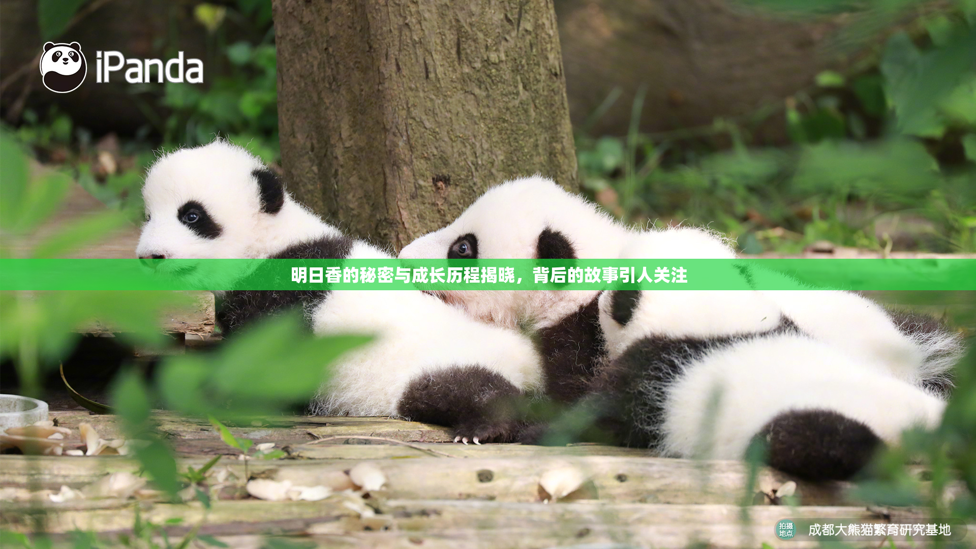 明日香的秘密与成长历程揭晓，背后的故事引人关注