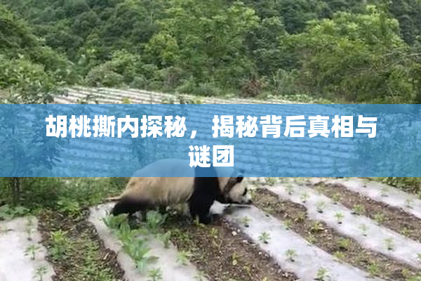 胡桃撕内探秘，揭秘背后真相与谜团
