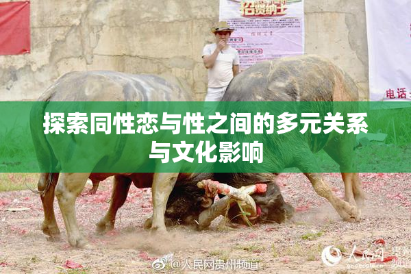 探索同性恋与性之间的多元关系与文化影响