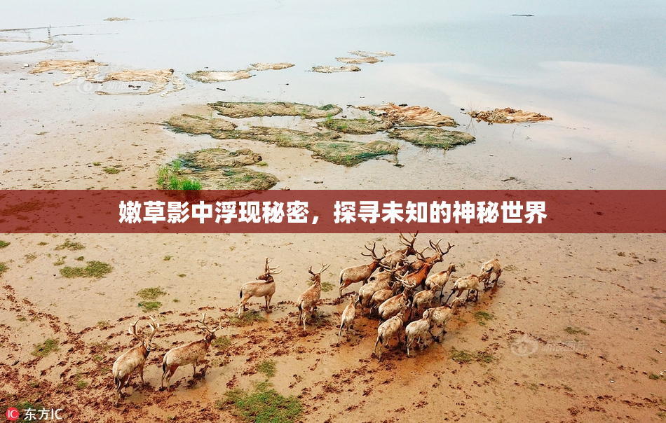 嫩草影中浮现秘密，探寻未知的神秘世界