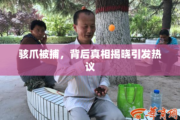 骇爪被捕，背后真相揭晓引发热议