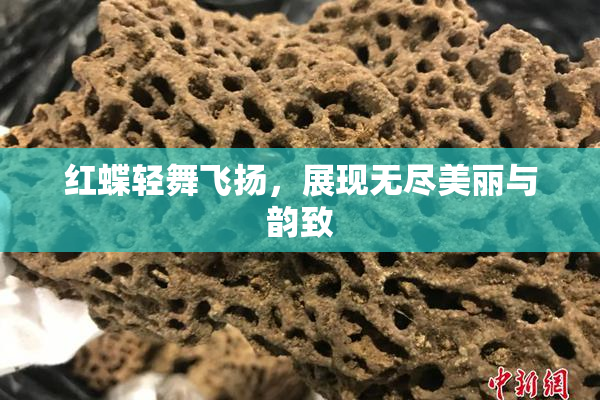 红蝶轻舞飞扬，展现无尽美丽与韵致