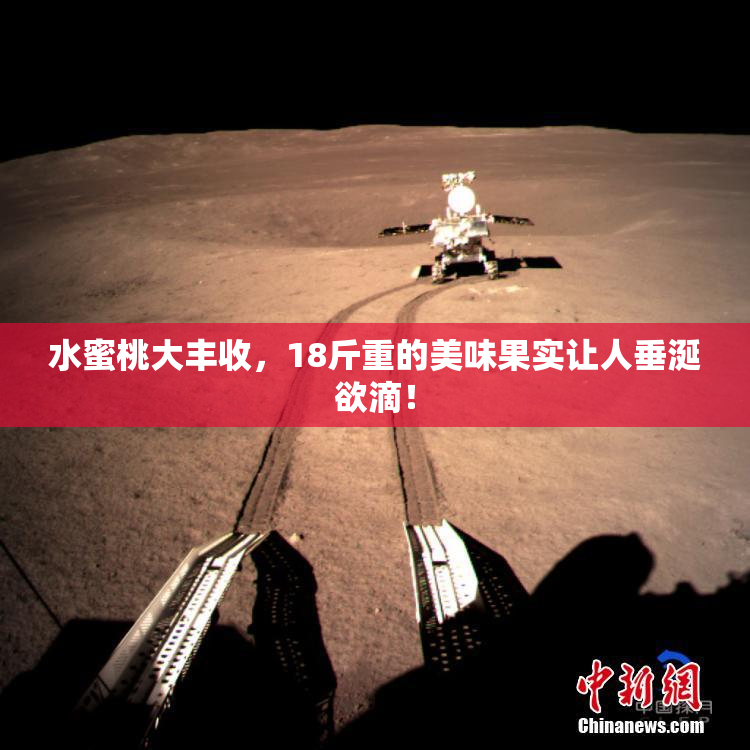 水蜜桃大丰收，18斤重的美味果实让人垂涎欲滴！