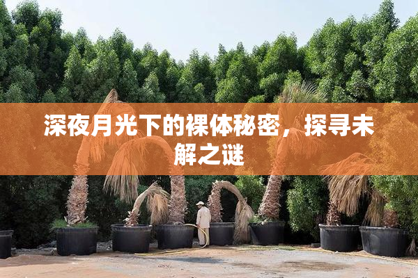 深夜月光下的裸体秘密，探寻未解之谜