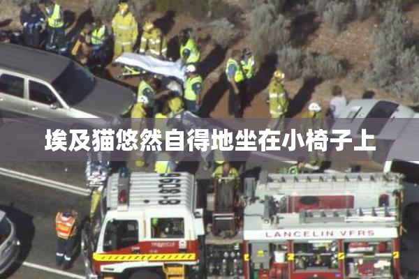 埃及猫悠然自得地坐在小椅子上