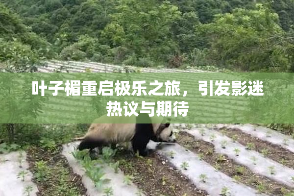 叶子楣重启极乐之旅，引发影迷热议与期待