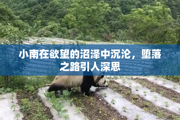 小南在欲望的沼泽中沉沦，堕落之路引人深思