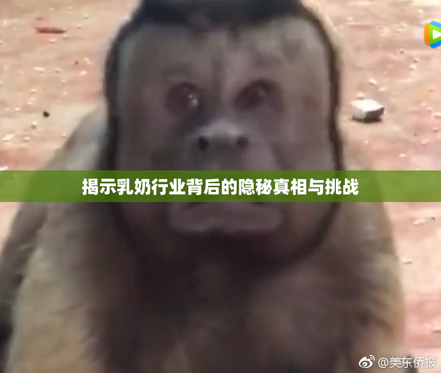 揭示乳奶行业背后的隐秘真相与挑战
