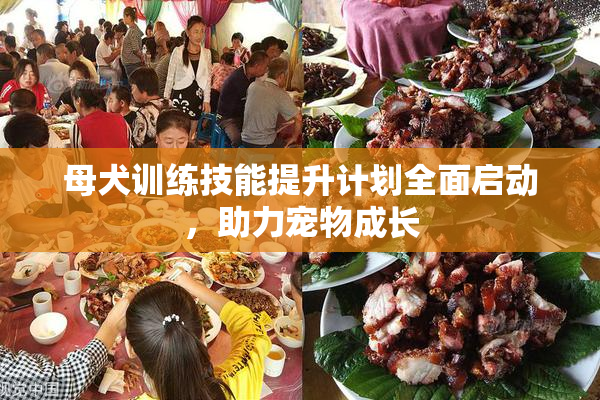 母犬训练技能提升计划全面启动，助力宠物成长