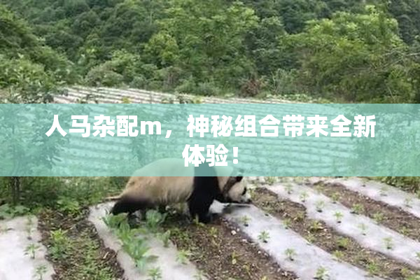 人马杂配m，神秘组合带来全新体验！