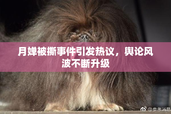 月婵被撕事件引发热议，舆论风波不断升级