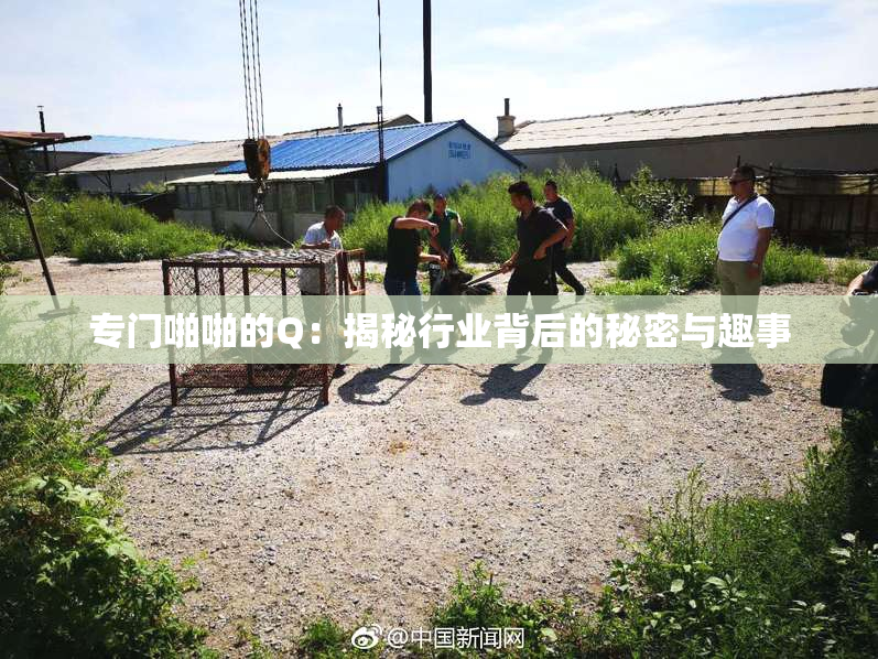 专门啪啪的Q：揭秘行业背后的秘密与趣事