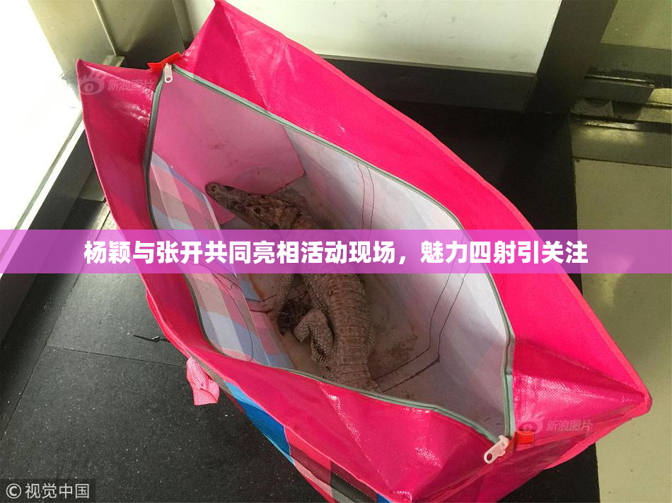 杨颖与张开共同亮相活动现场，魅力四射引关注