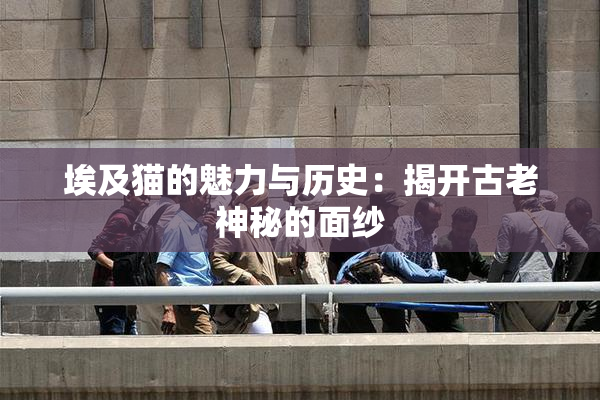 埃及猫的魅力与历史：揭开古老神秘的面纱