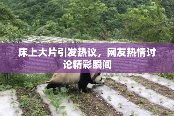 床上大片引发热议，网友热情讨论精彩瞬间