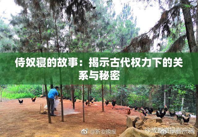 侍奴寝的故事：揭示古代权力下的关系与秘密