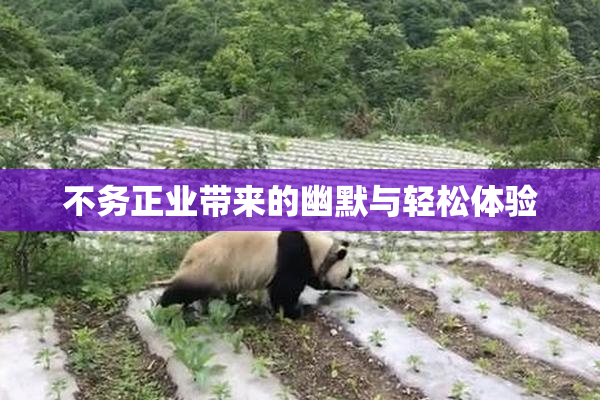 不务正业带来的幽默与轻松体验