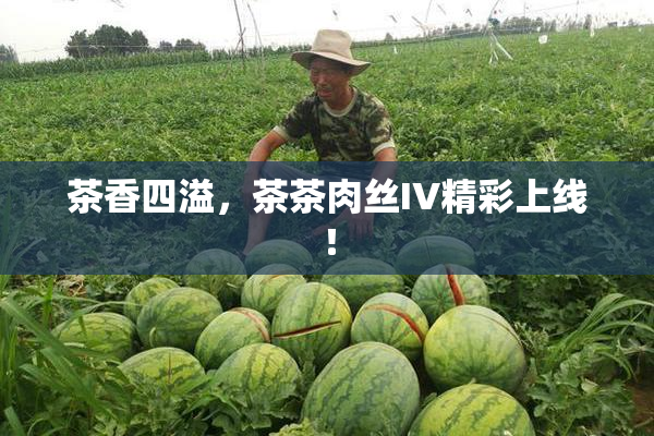 茶香四溢，茶茶肉丝IV精彩上线！