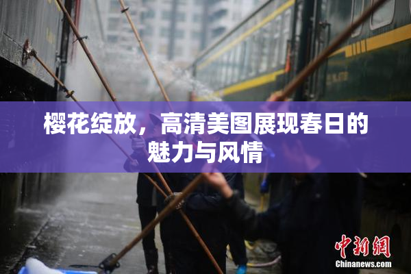 樱花绽放，高清美图展现春日的魅力与风情