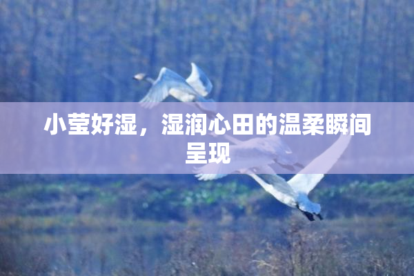 小莹好湿，湿润心田的温柔瞬间呈现