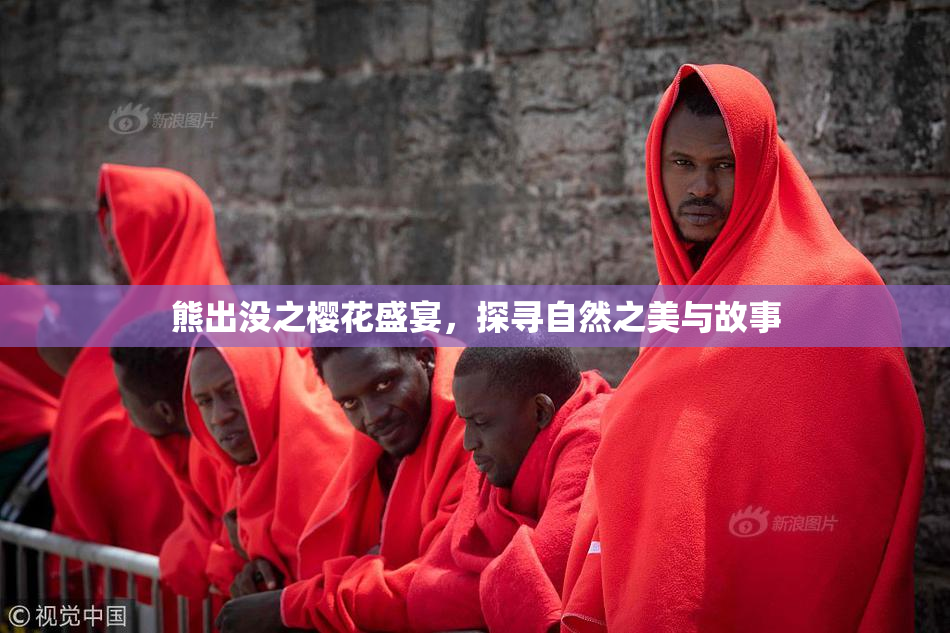 熊出没之樱花盛宴，探寻自然之美与故事